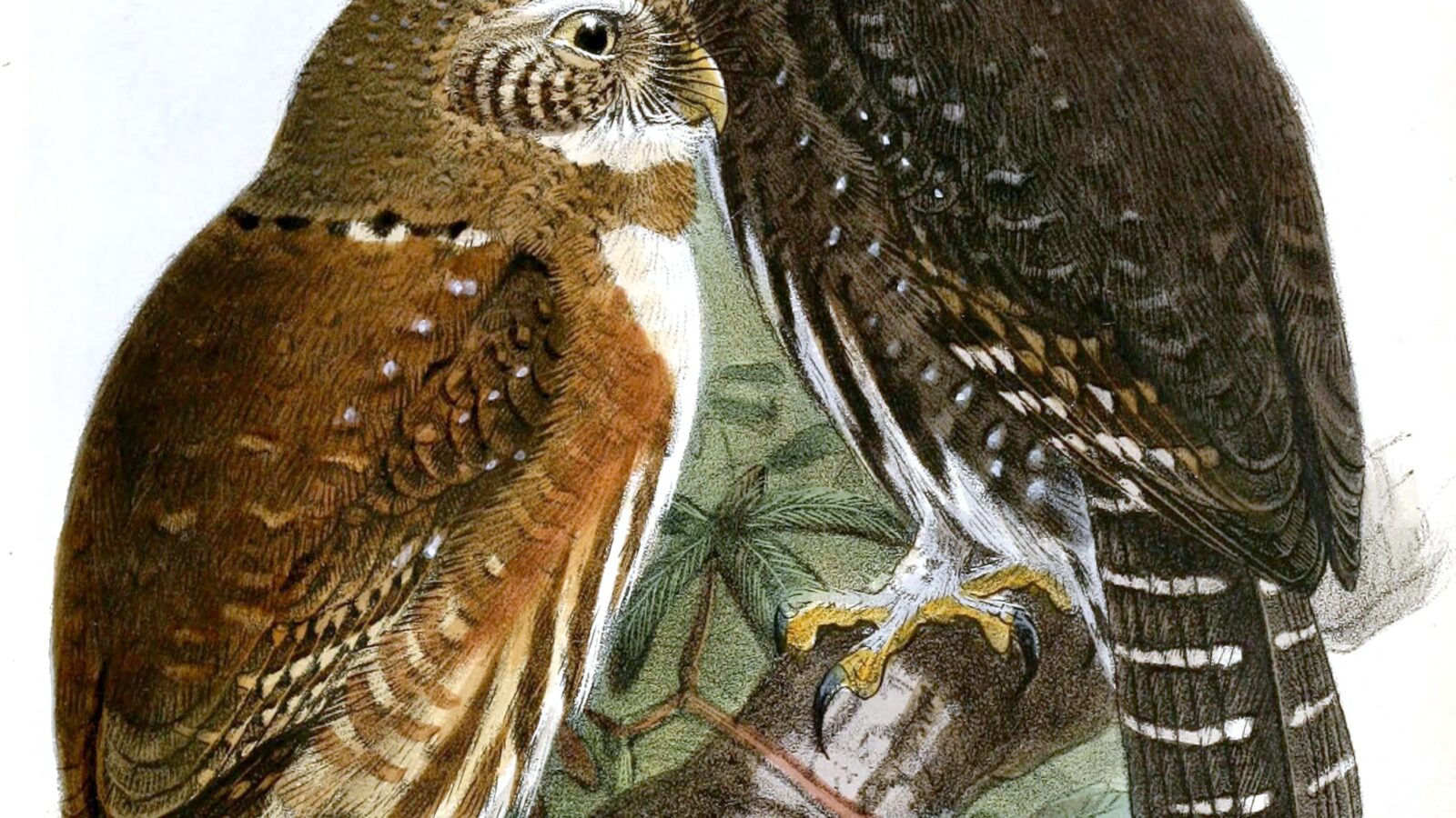 Mountain Pygmy Owl