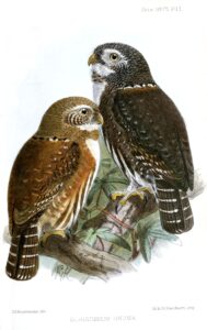 Mountain Pygmy Owl
