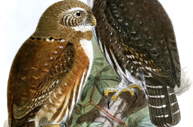 Mountain Pygmy Owl