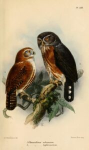 Red-chested Owlet