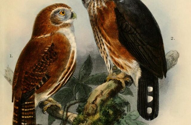 Red-chested Owlet