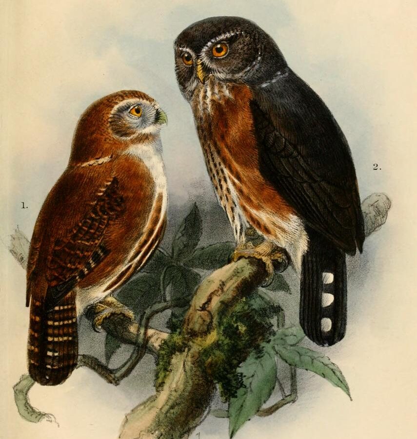 Red-chested Owlet