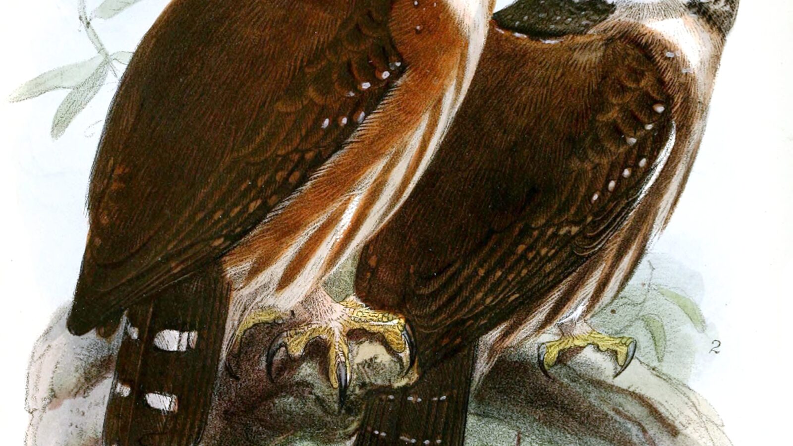 Central American Pygmy Owl