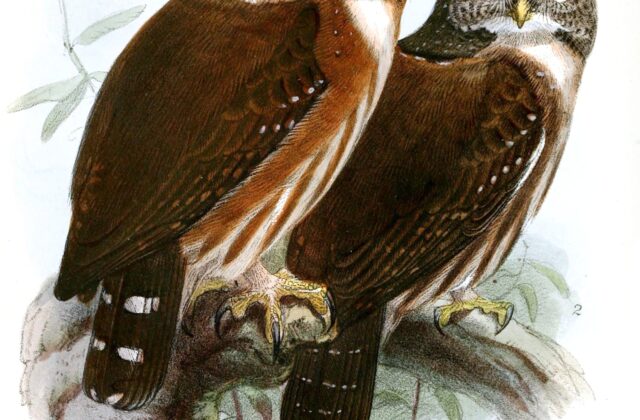 Central American Pygmy Owl