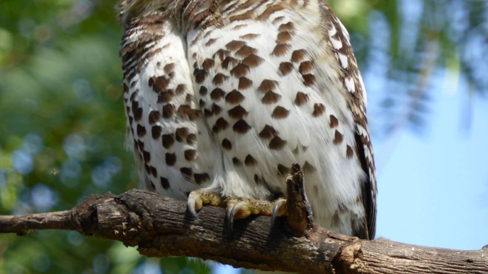 African Barred Owlet