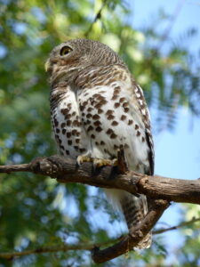 African Barred Owlet