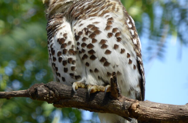 African Barred Owlet