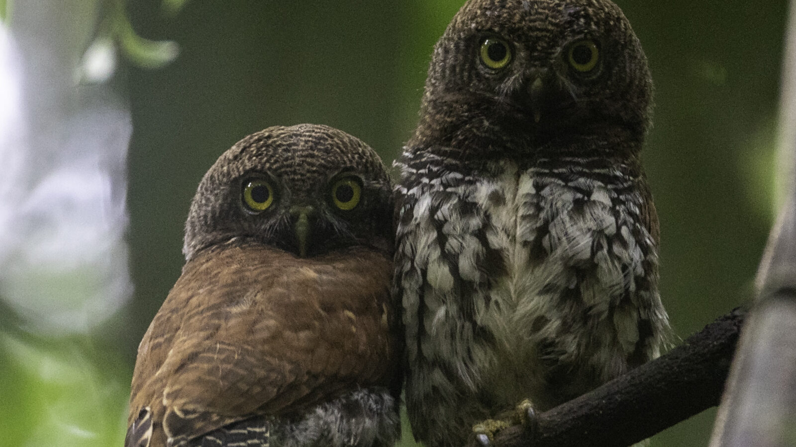 Chestnut-backed Owlet