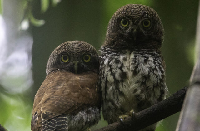 Chestnut-backed Owlet