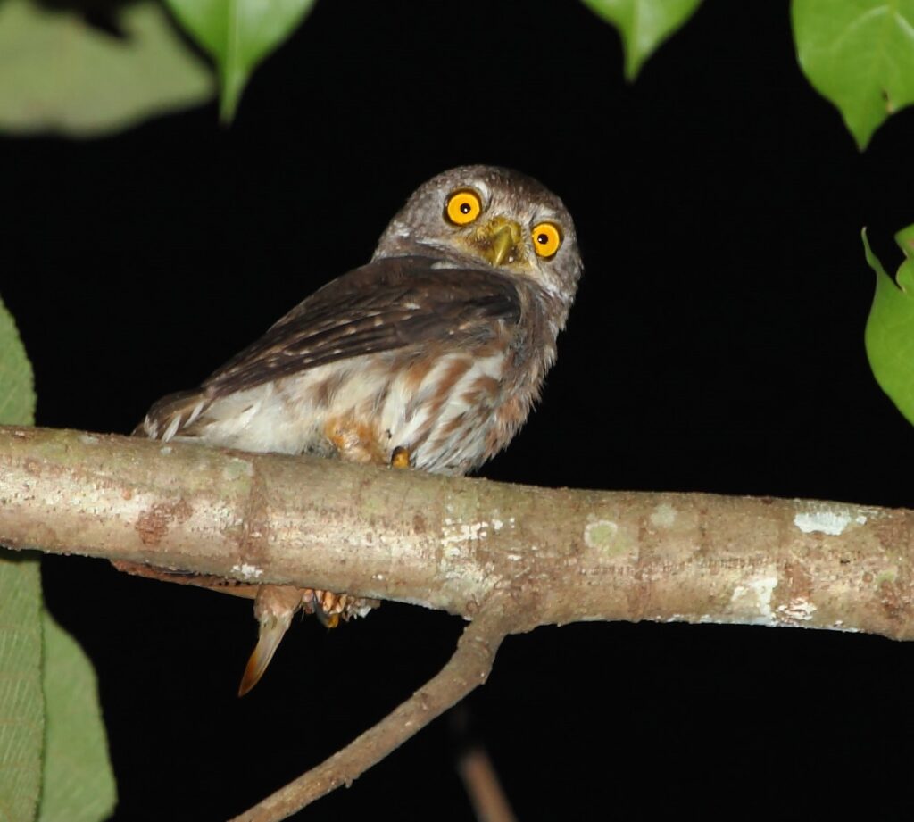 Amazonian Pygmy Owl