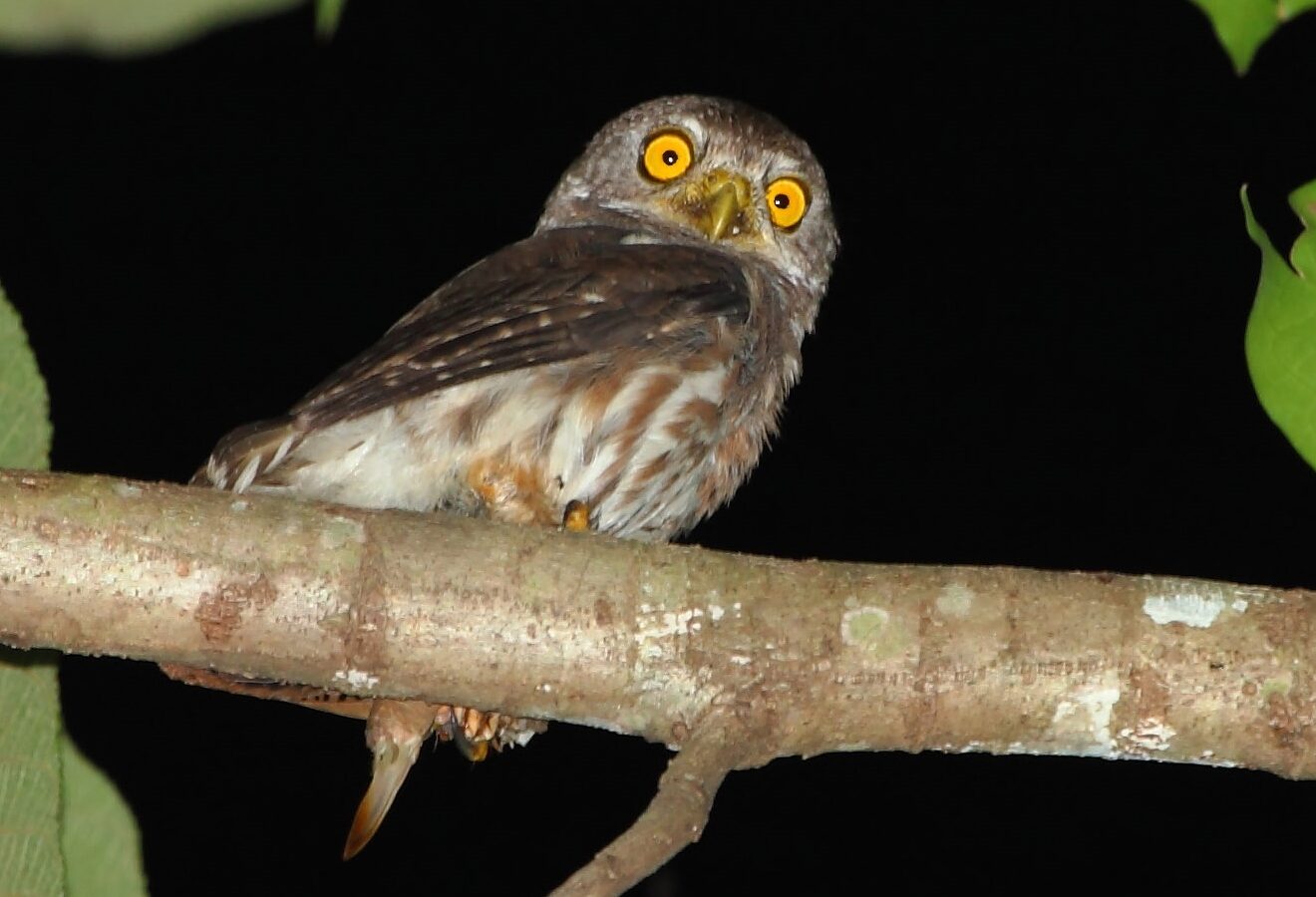 Amazonian Pygmy Owl