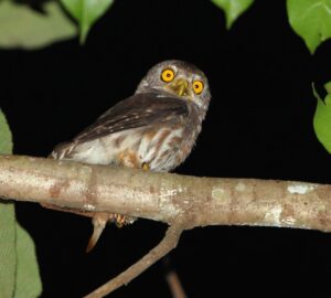 Amazonian Pygmy Owl
