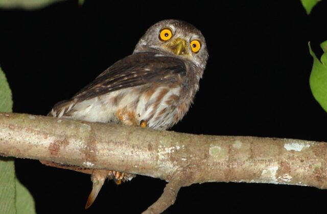 Amazonian Pygmy Owl