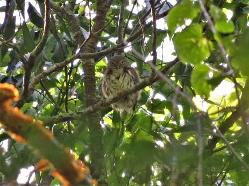 Tamaulipas Pygmy Owl