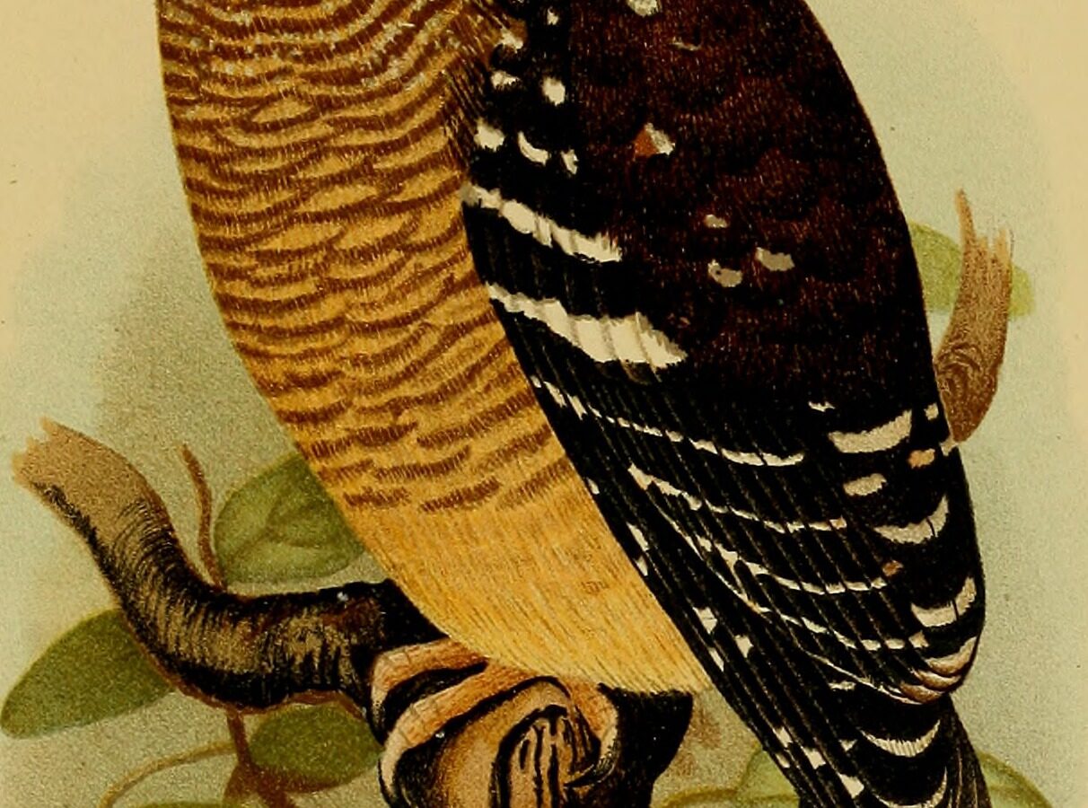 Sjöstedt’s Barred Owlet