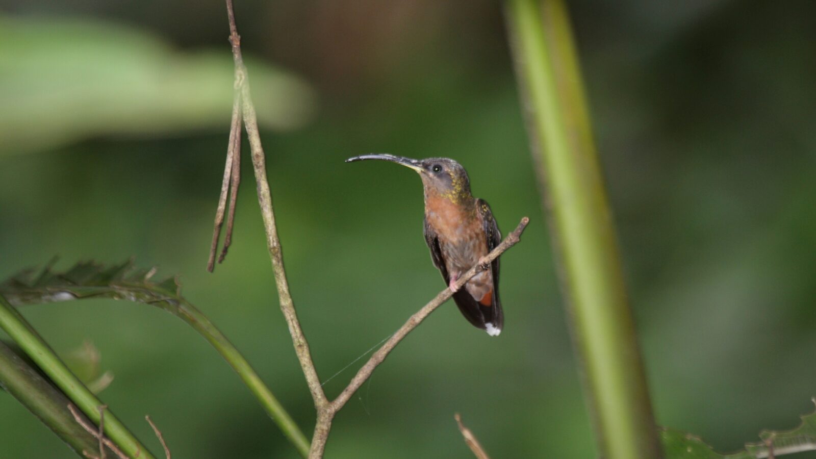 Rufous-breasted Hermit