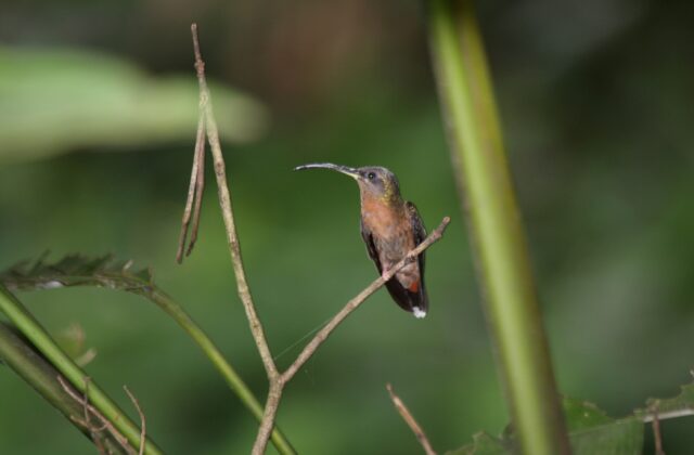 Rufous-breasted Hermit