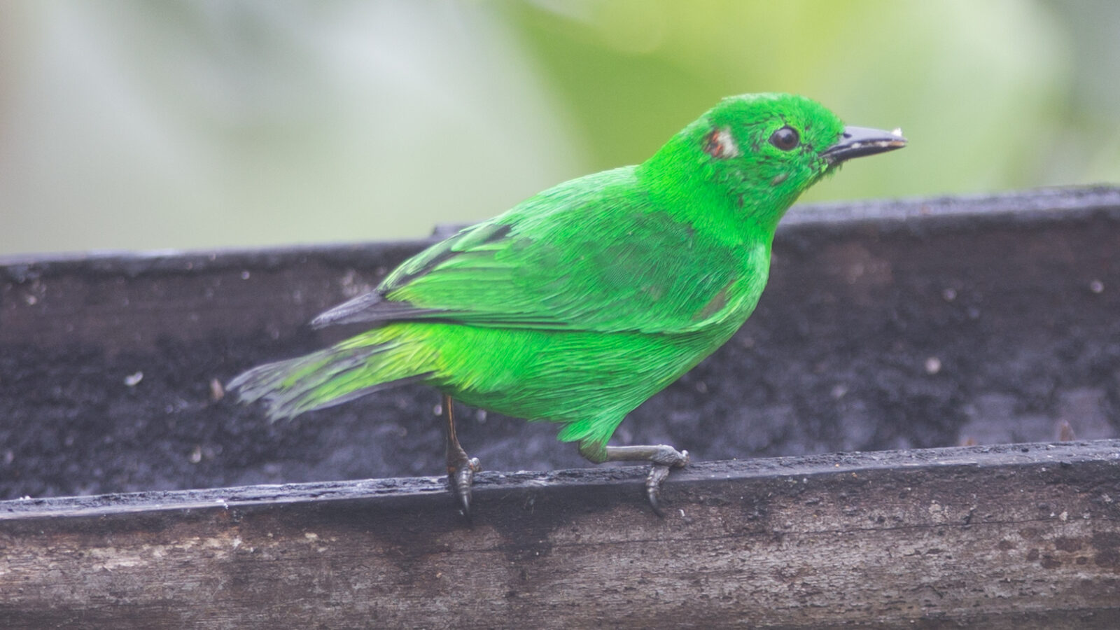 Glistening-green Tanager