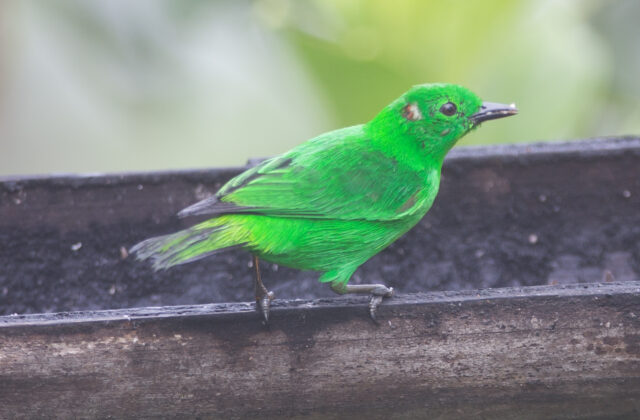 Glistening-green Tanager