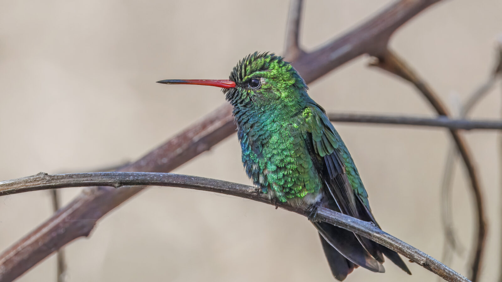 Glittering-bellied Emerald