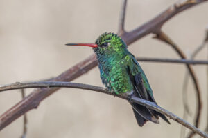 Glittering-bellied Emerald