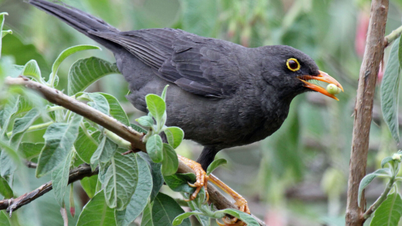 Glossy-black Thrush