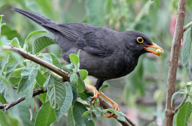 Glossy-black Thrush