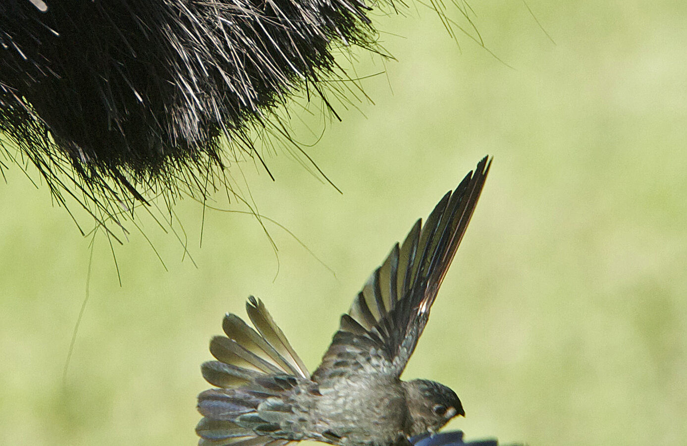 Glossy Swiftlet