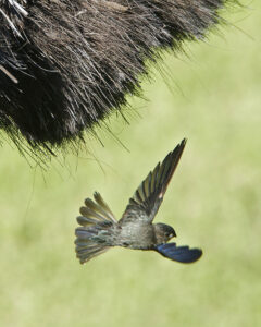 Glossy Swiftlet