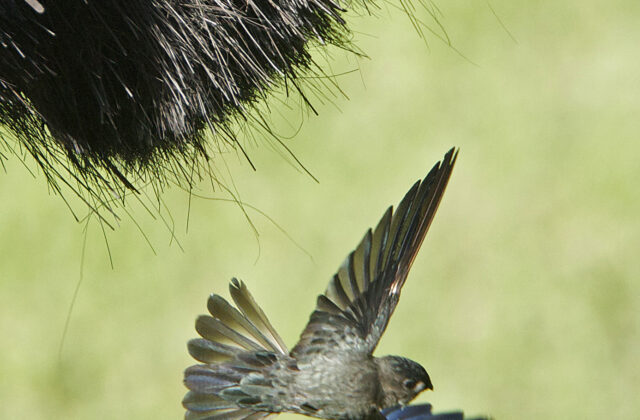 Glossy Swiftlet