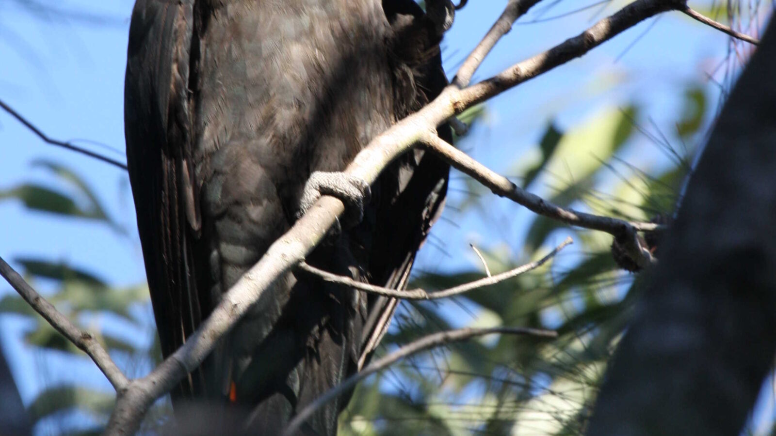 Glossy Black Cockatoo