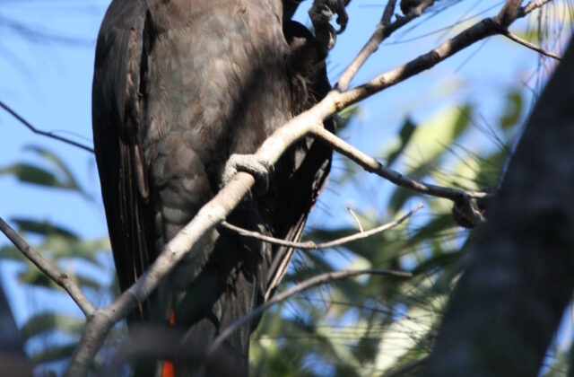 Glossy Black Cockatoo