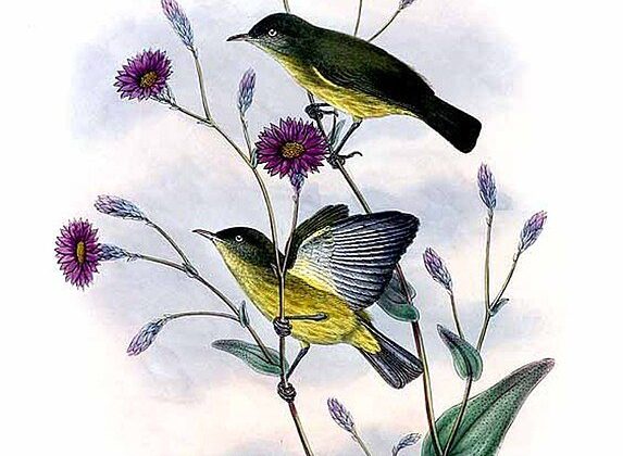 Green-backed Honeyeater