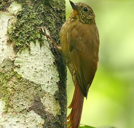 Wedge-billed Woodcreeper