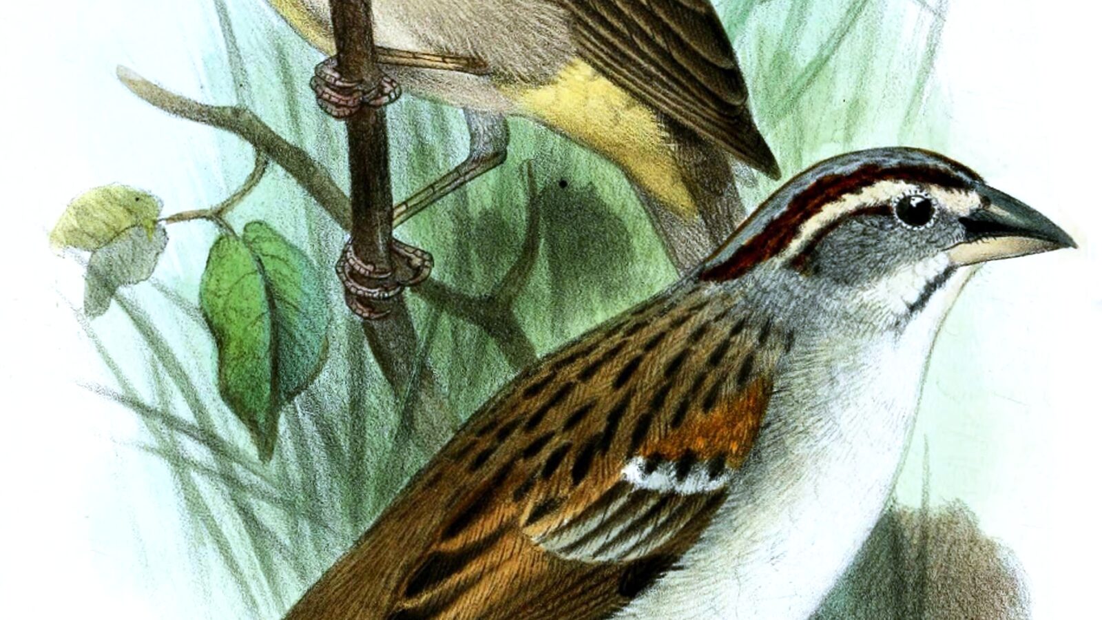Raimondi’s Yellow Finch