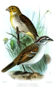Raimondi’s Yellow Finch