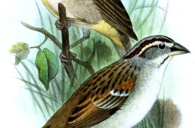 Raimondi’s Yellow Finch