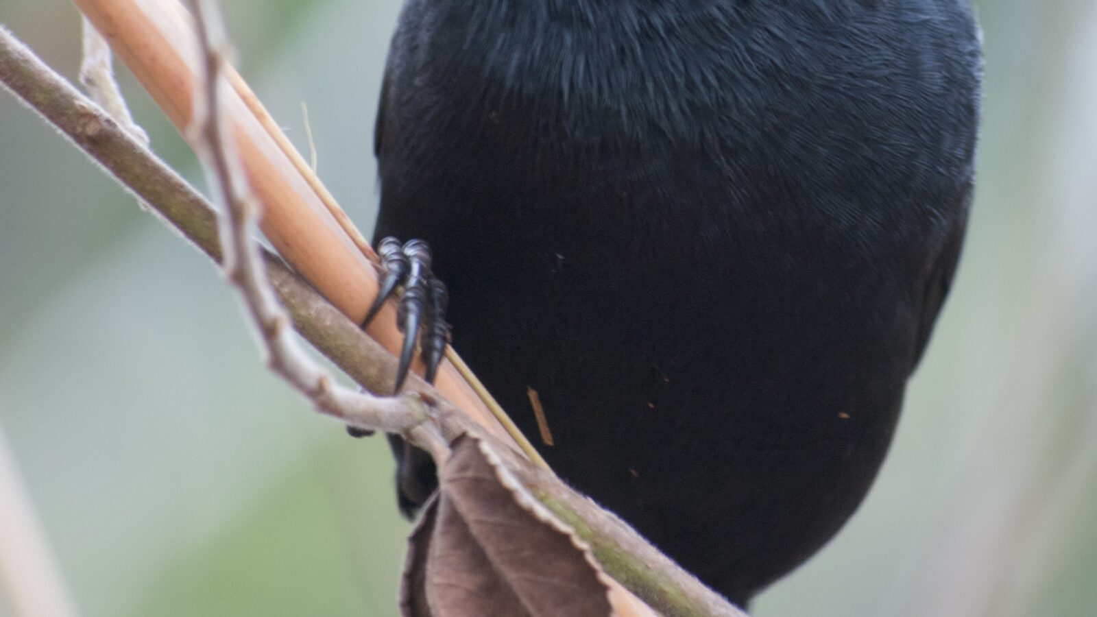 Chopi Blackbird