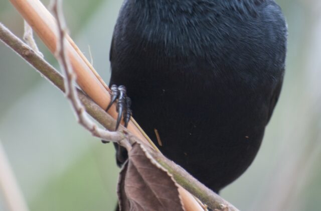 Chopi Blackbird