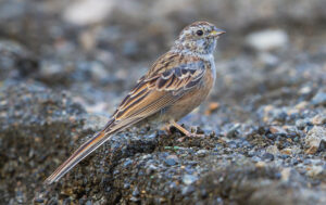 Godlewski’s Bunting