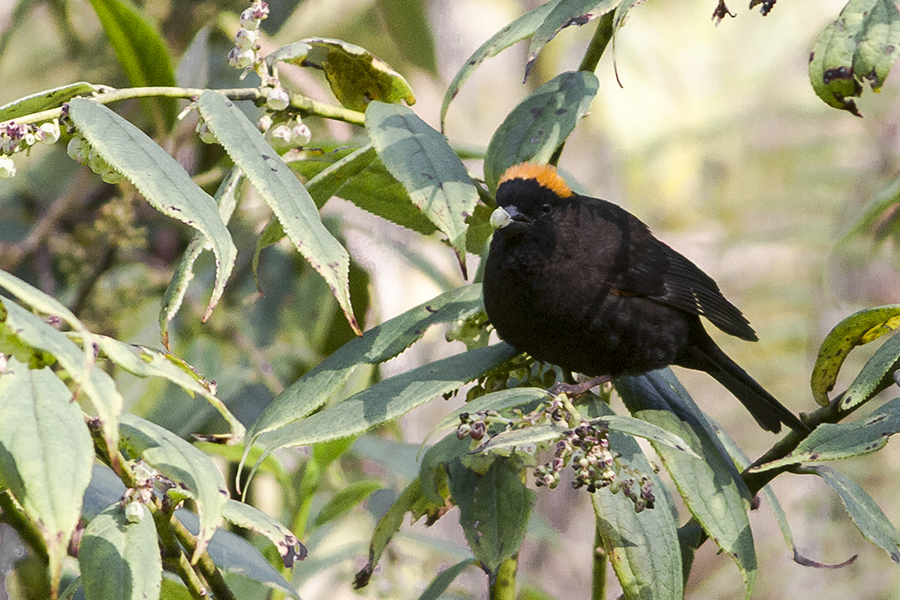 Golden-naped Finch