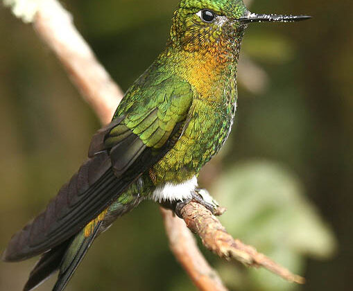 Golden-breasted Puffleg