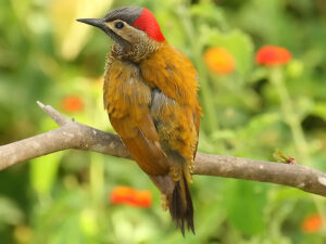 Golden-olive Woodpecker