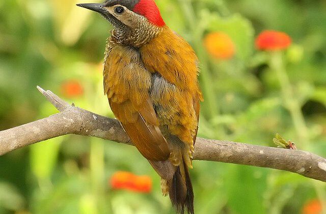Golden-olive Woodpecker