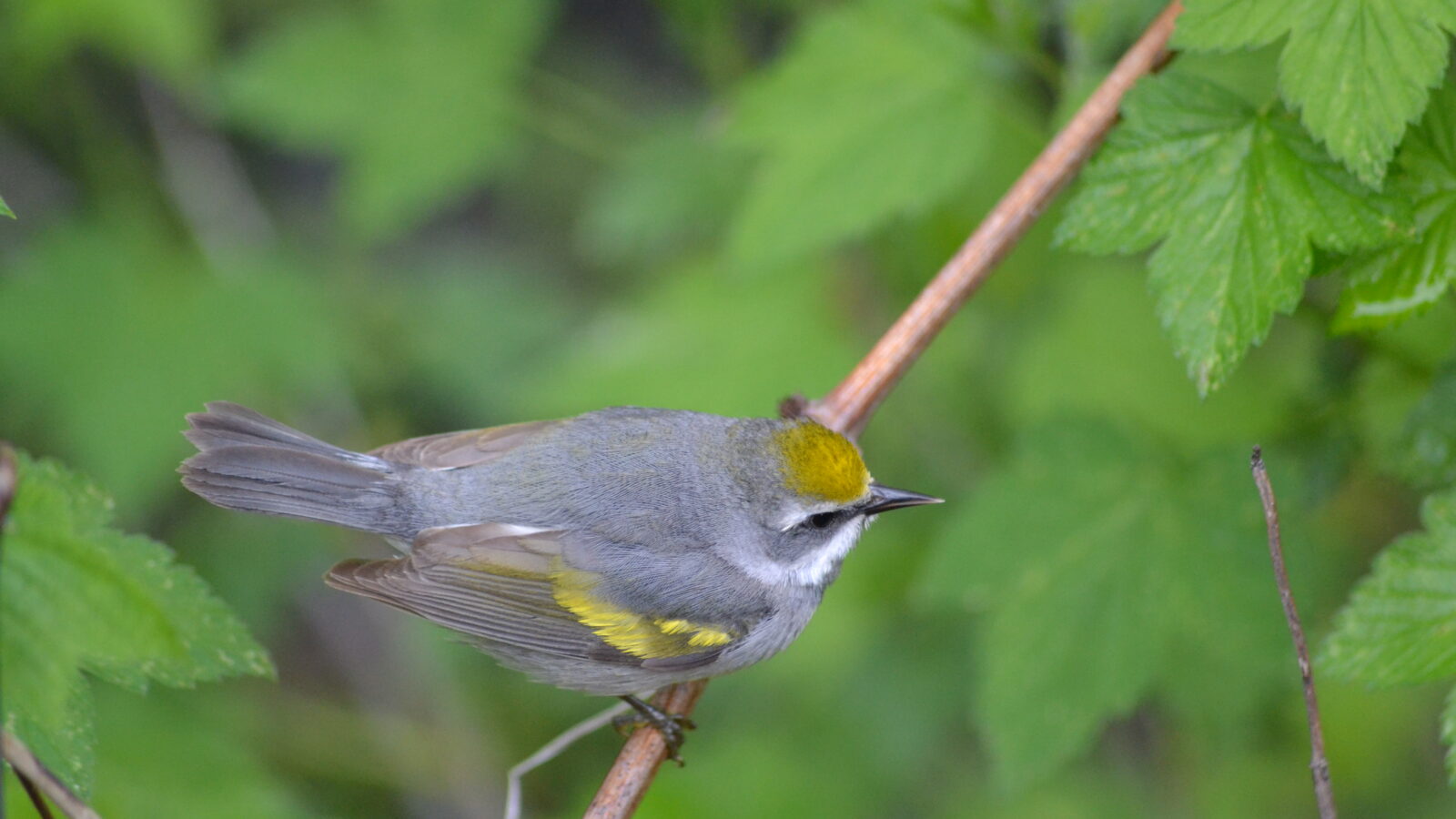 Golden-winged Warbler