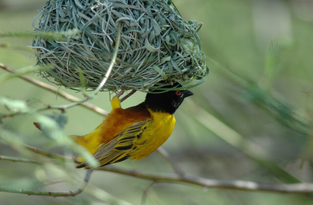 Golden-backed Weaver