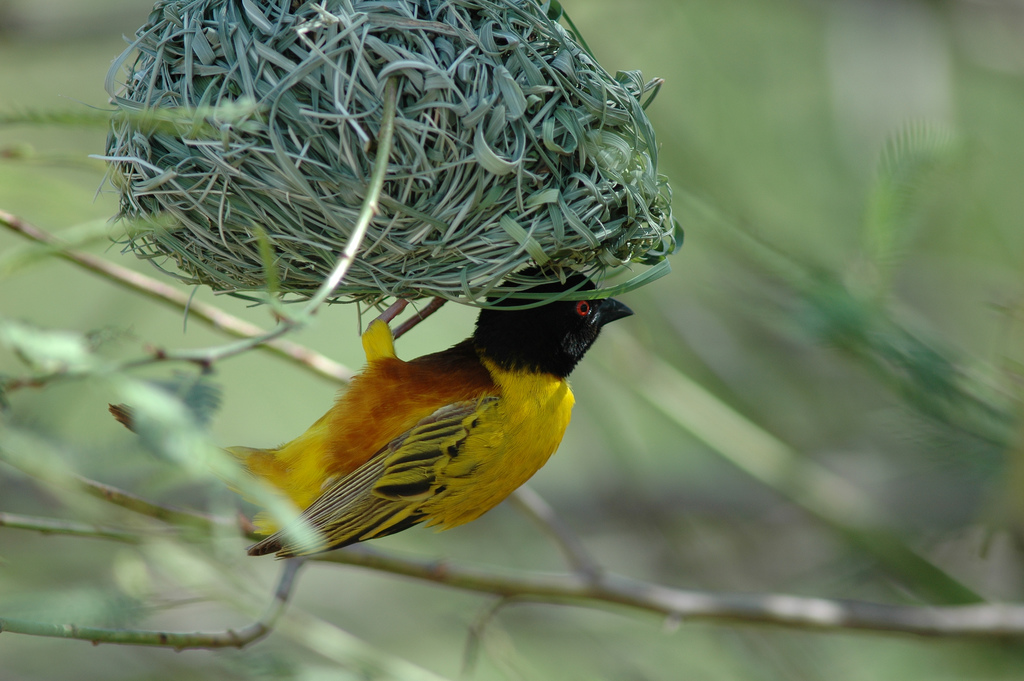 Golden-backed Weaver