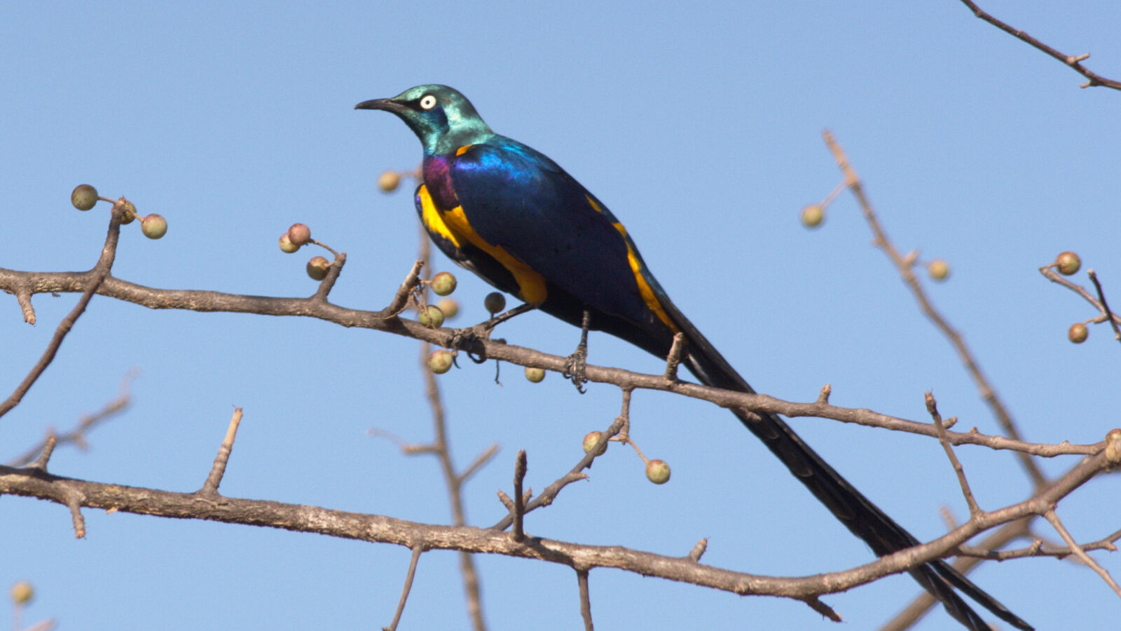 Golden-breasted Starling