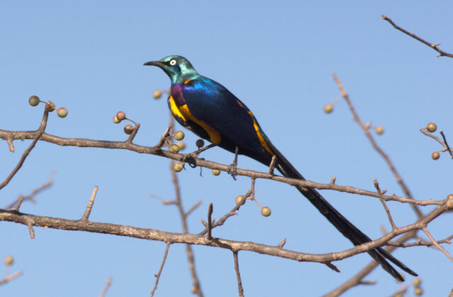Golden-breasted Starling