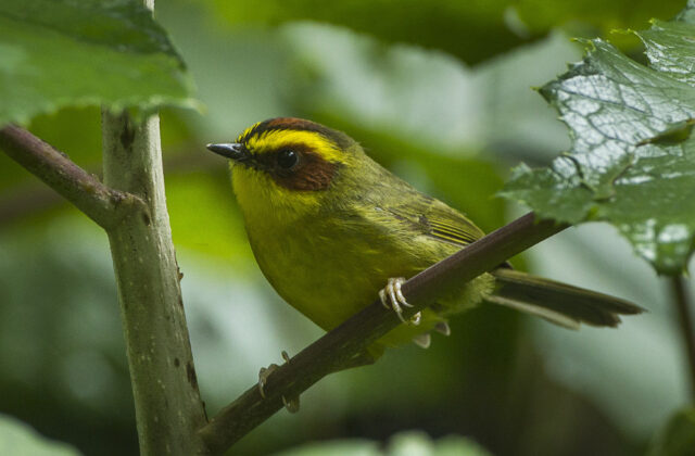 Golden-browed Warbler
